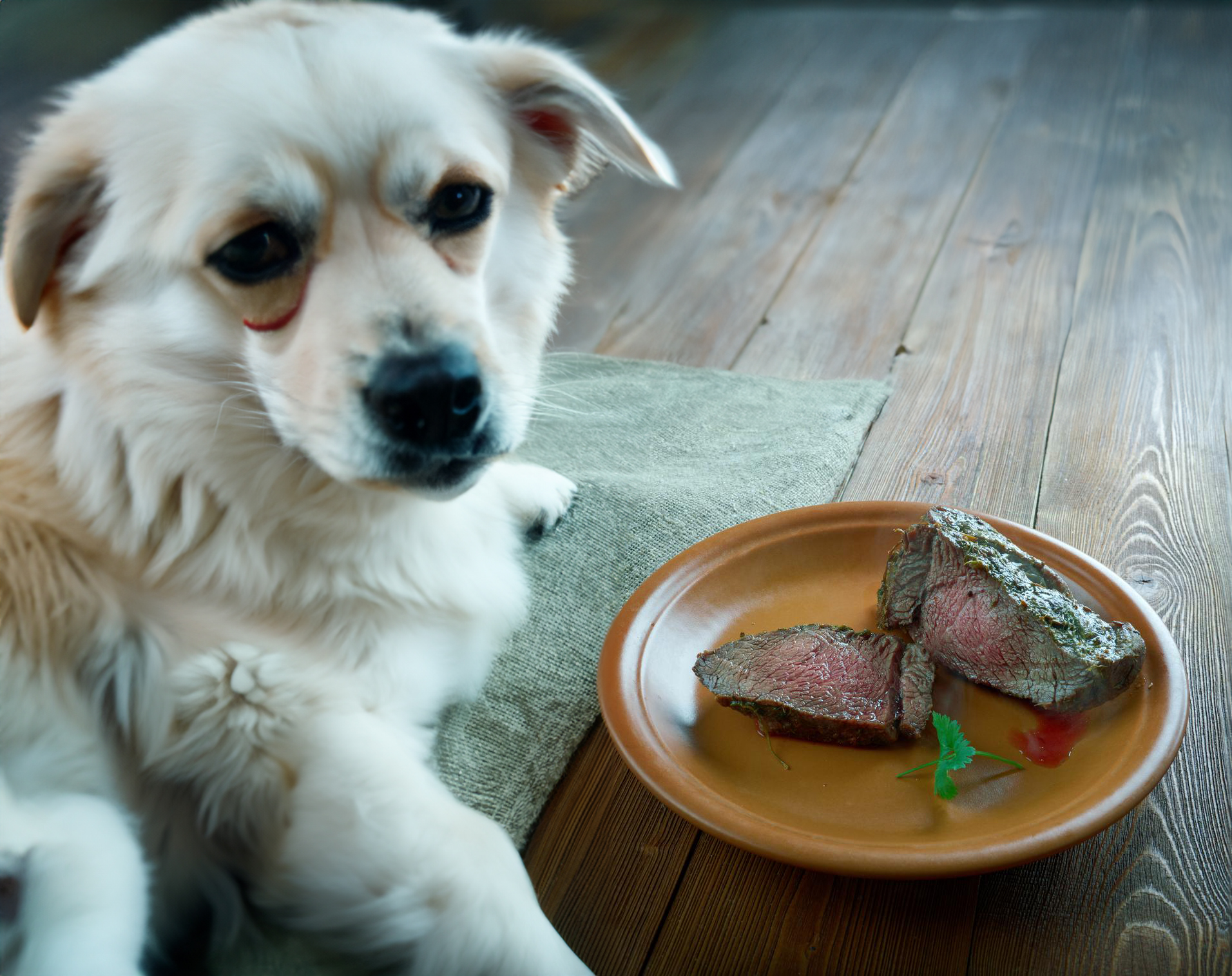 Can Dogs Eat Corned Silverside