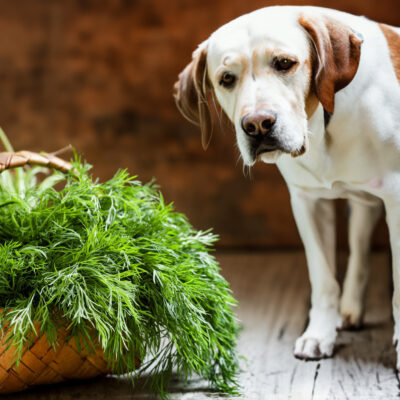 Can Dogs Eat Dill