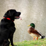Can Dogs Eat Duck