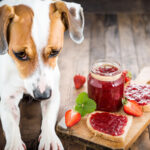 Can Dogs Eat Jam