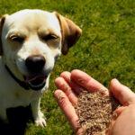 Can Dogs Eat Grass Seeds