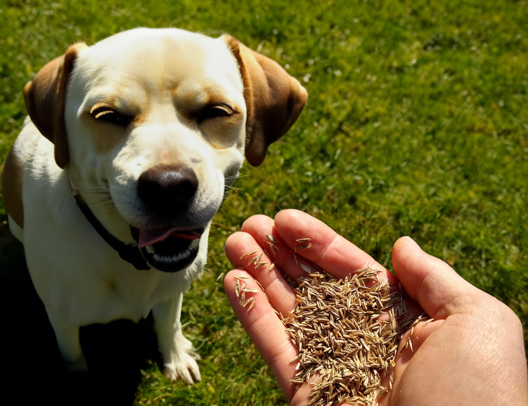 Can Dogs Eat Grass Seeds