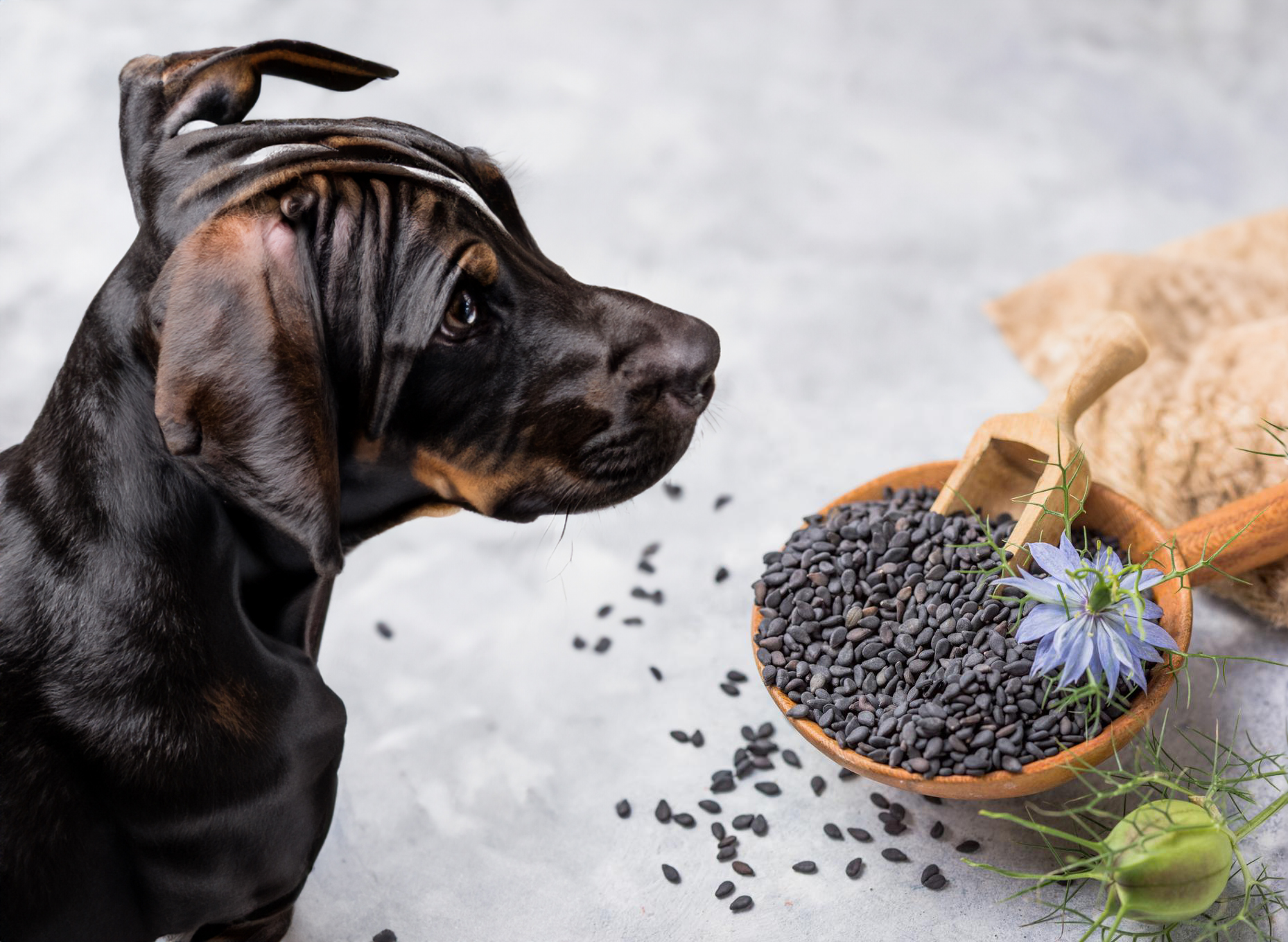 can dogs eat black cumin seeds