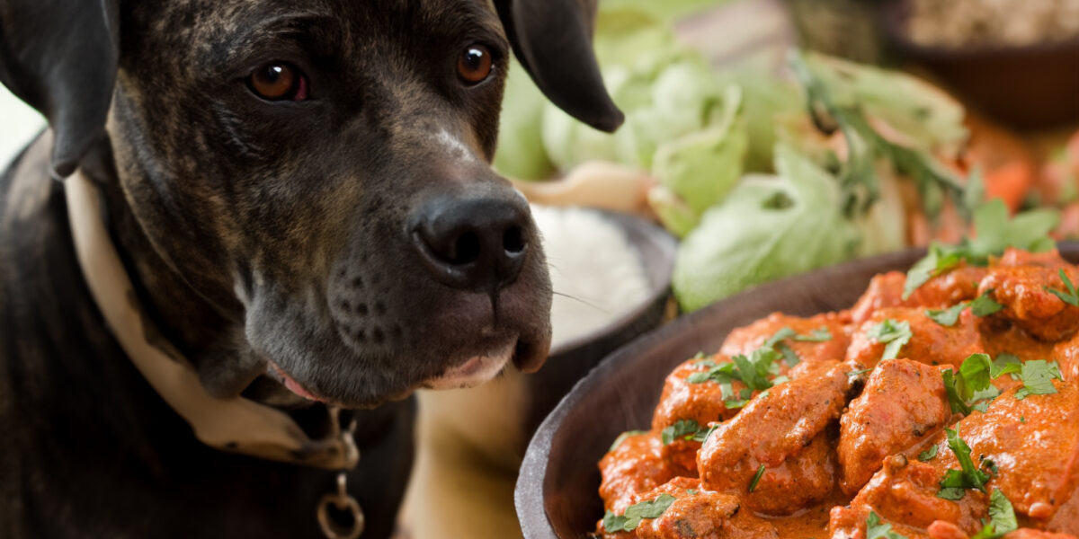 can dogs eat butter chicken