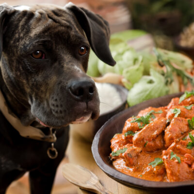 can dogs eat butter chicken