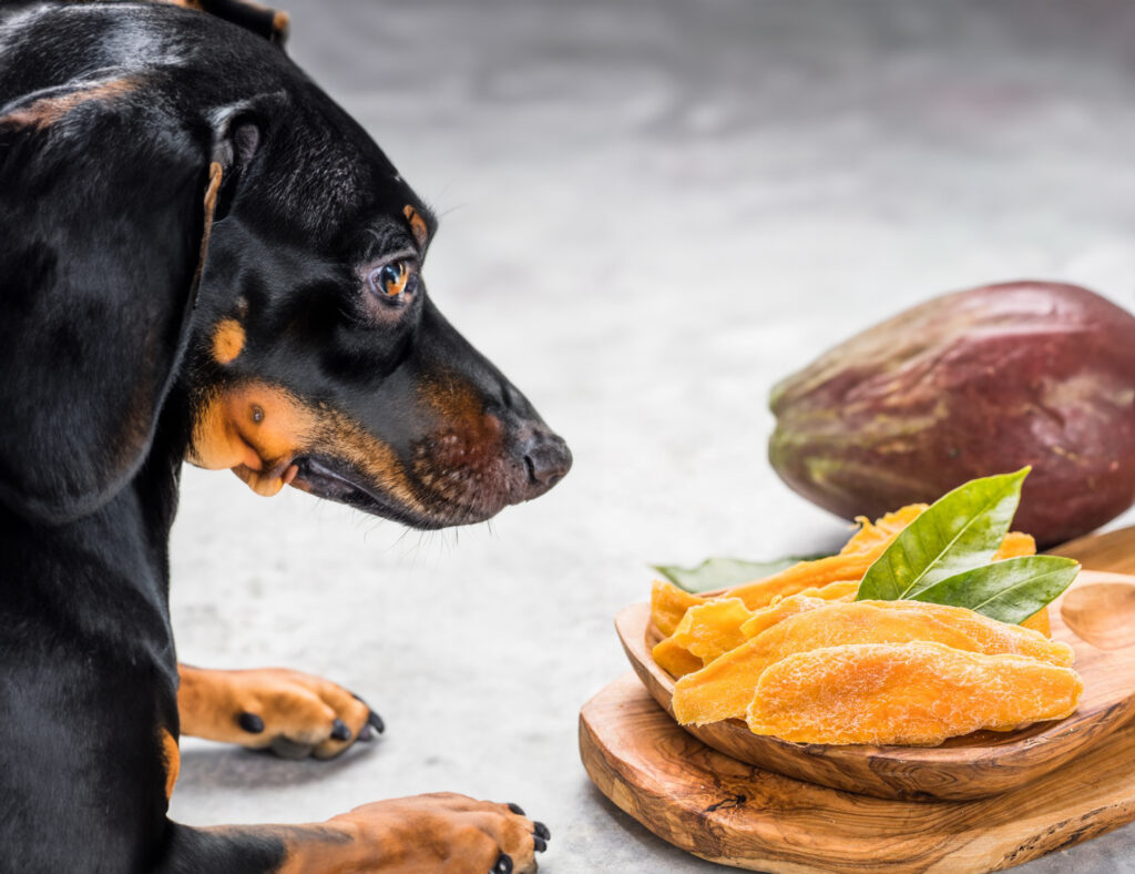 Can Dogs Eat Dried Mango? • CanDogsEat