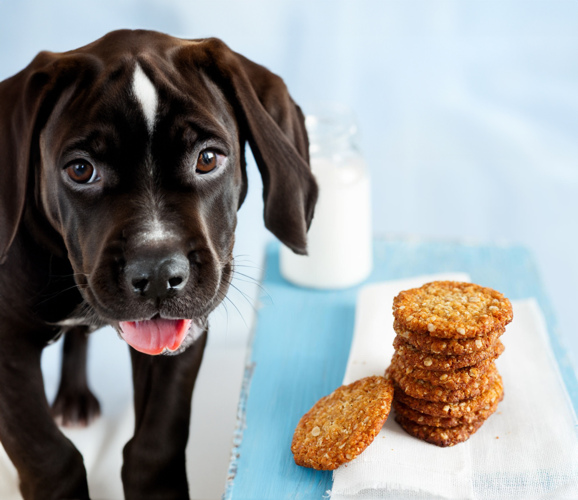 can dogs eat anzac biscuits