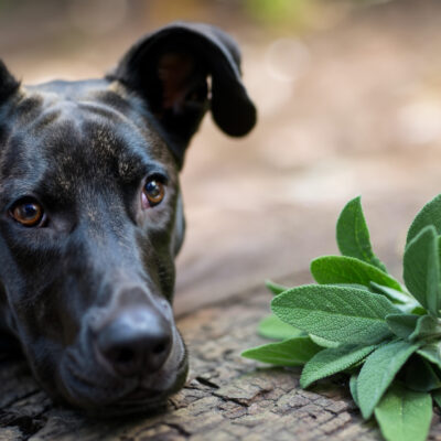can dogs eat sage