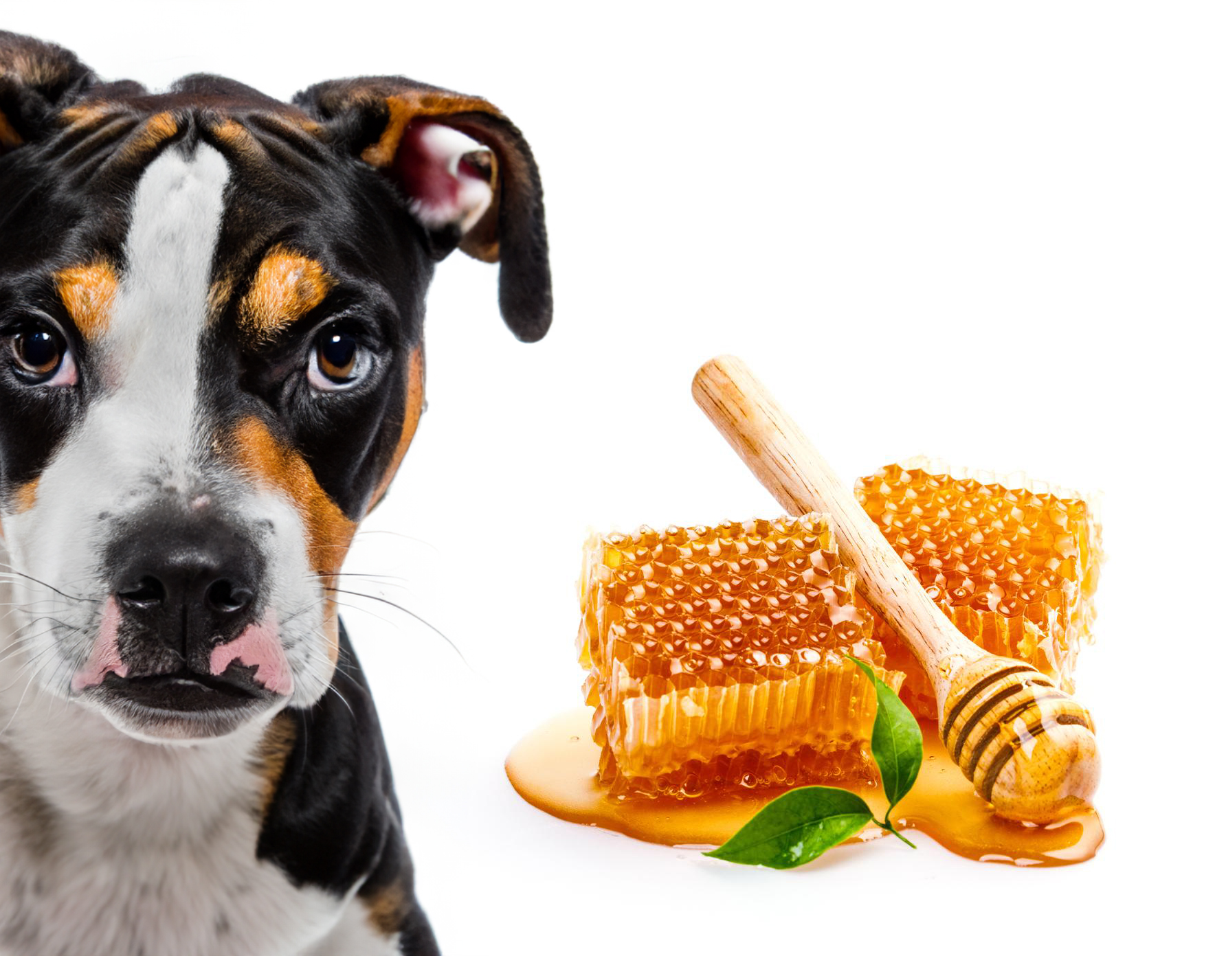 can dogs eat honey combs