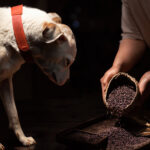 can dogs eat black rice