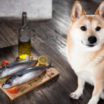 can dogs eat mackerel