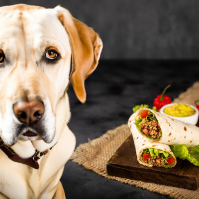 can dogs eat burritos