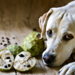 can dogs eat custard apples