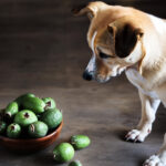 can dogs eat Feijoas
