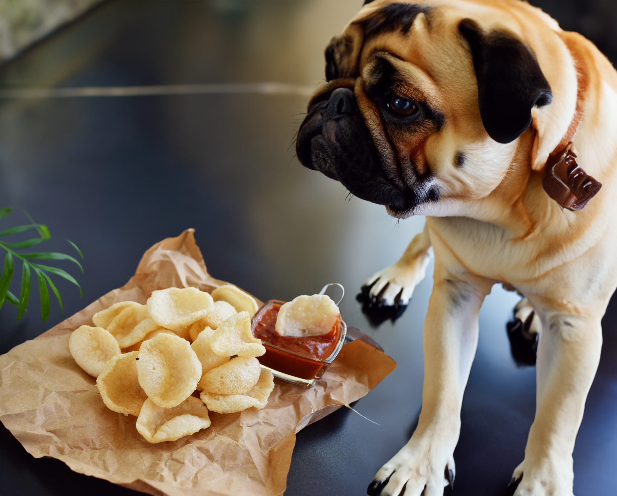 can dogs eat prawn chips