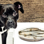 can dogs eat sprats
