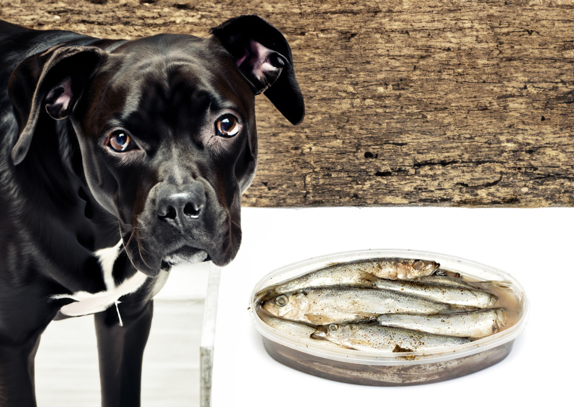 can dogs eat sprats