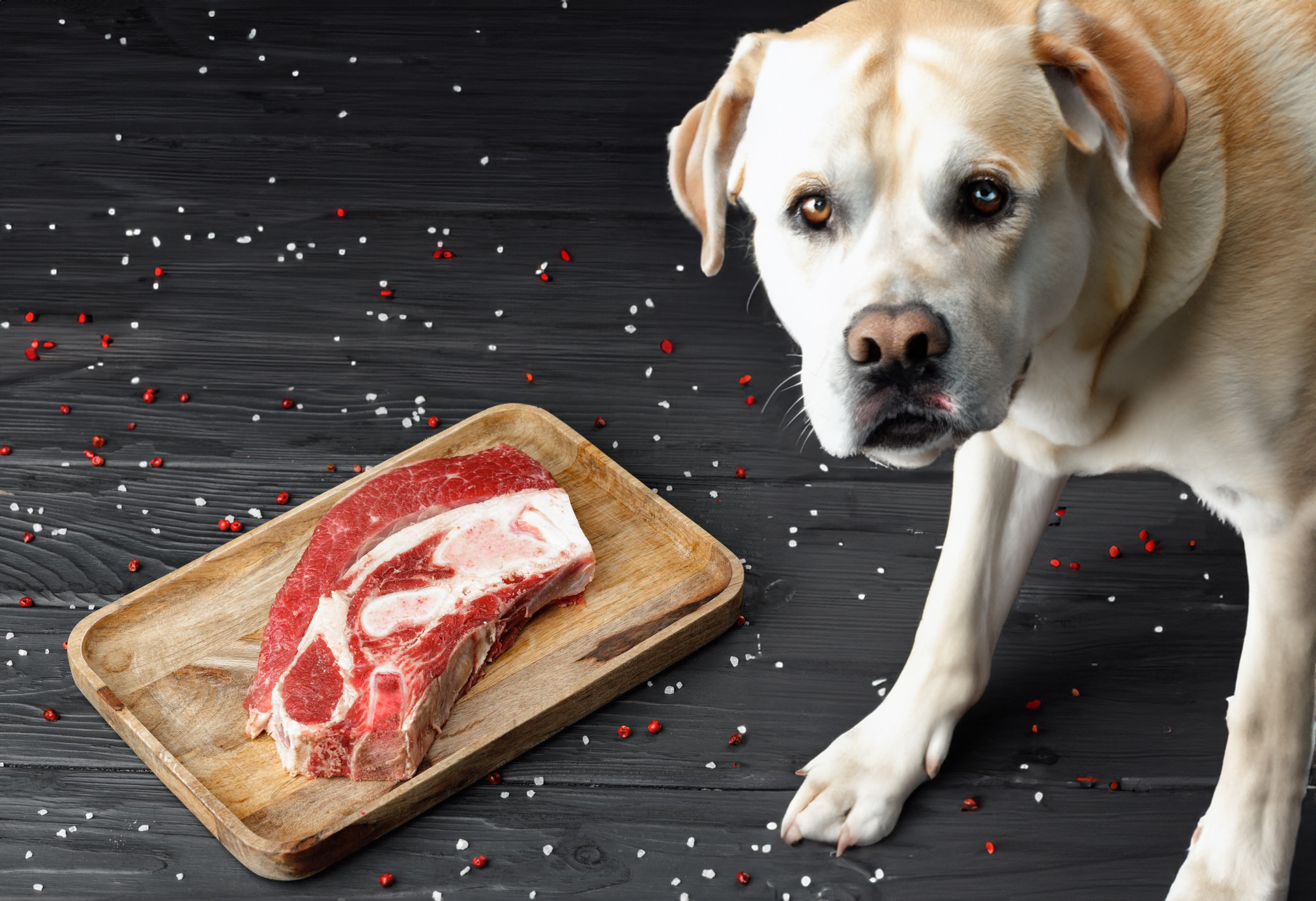 can dogs eat brisket bones