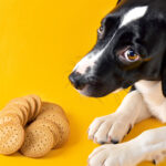 can dogs eat marie biscuits