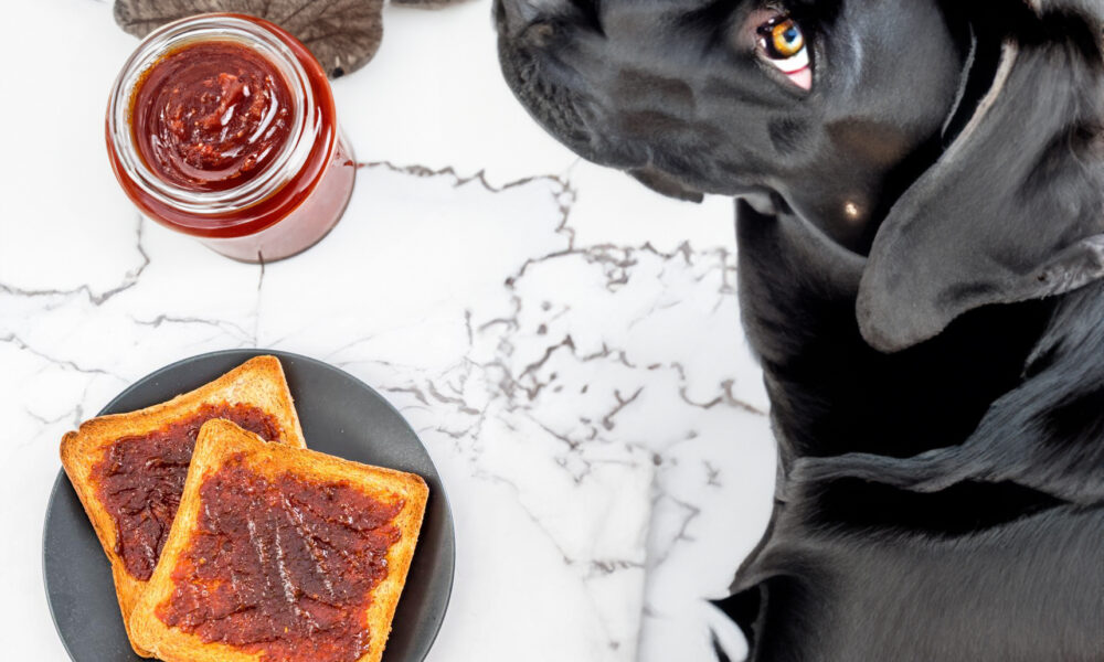 can dogs eat marmite on toast
