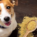 can dogs eat millet