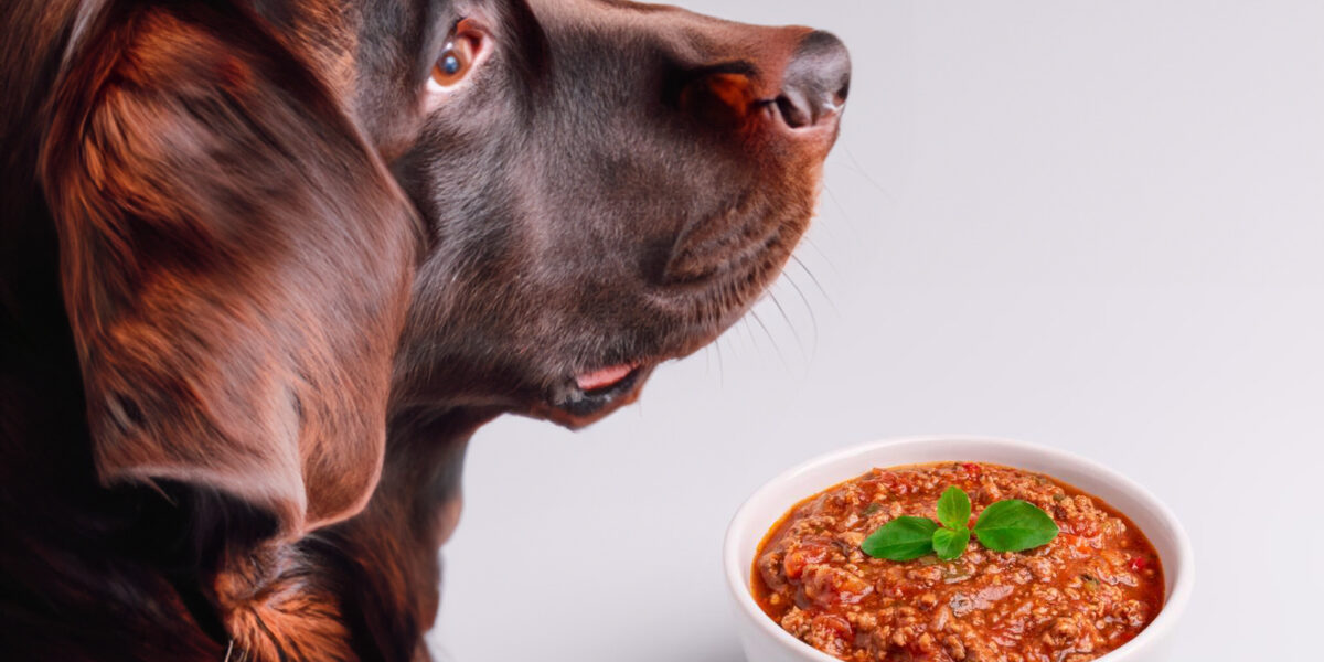 can dogs eat bolognese