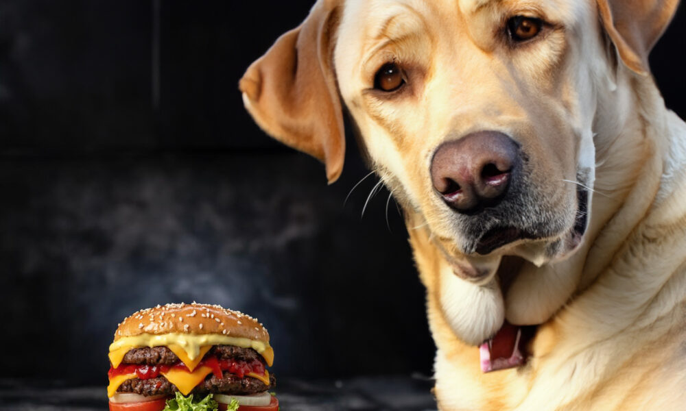 can dogs eat burgers