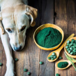 can dogs eat spirulina