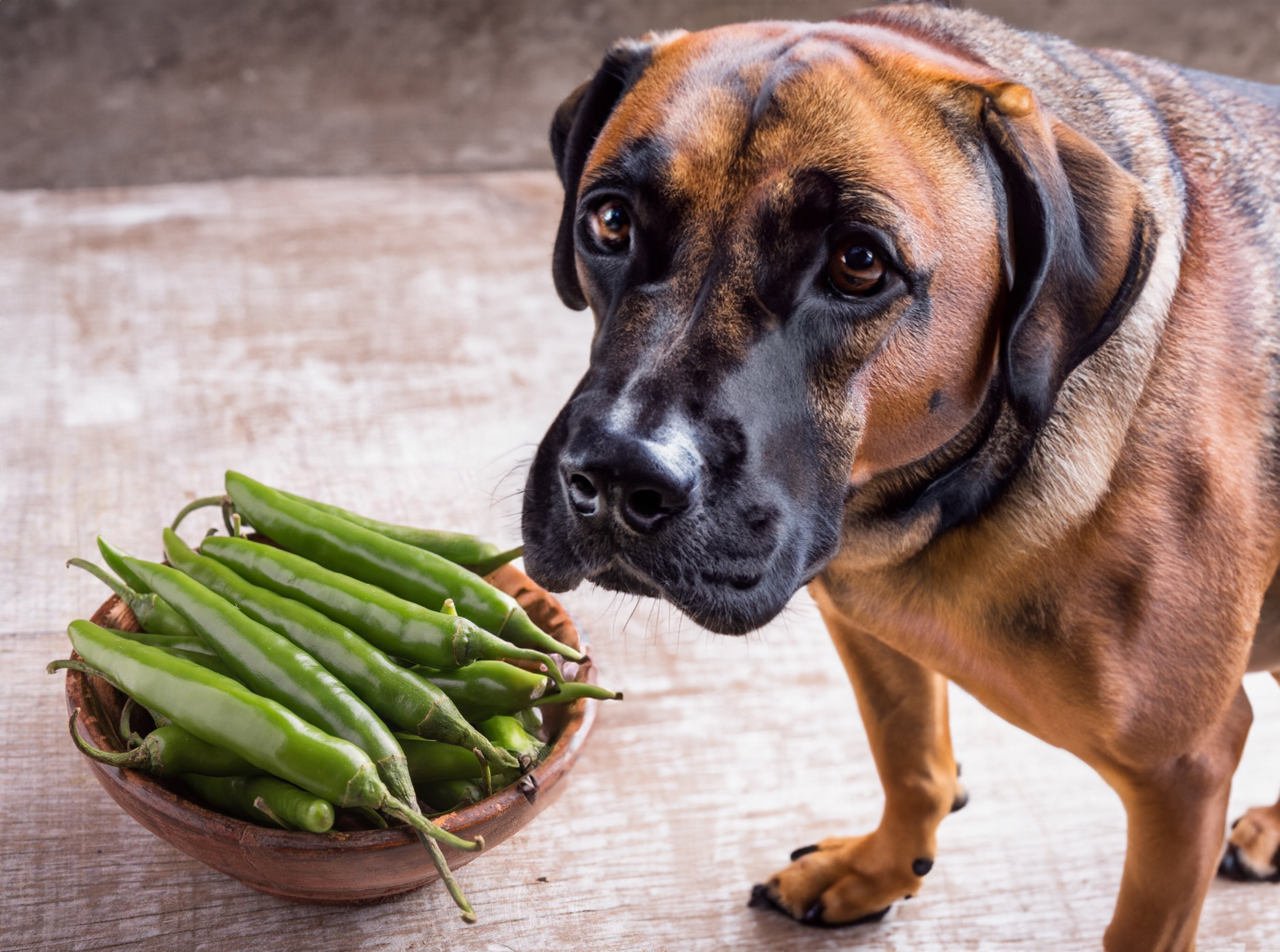 can dogs eat green chilli