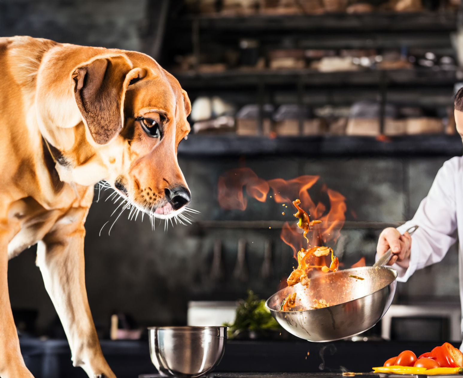 can dogs eat hot food