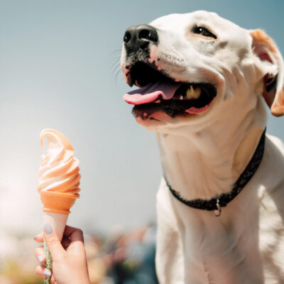 can dogs eat ice cream cones