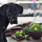 93 Can Dog Eat broccoli copy