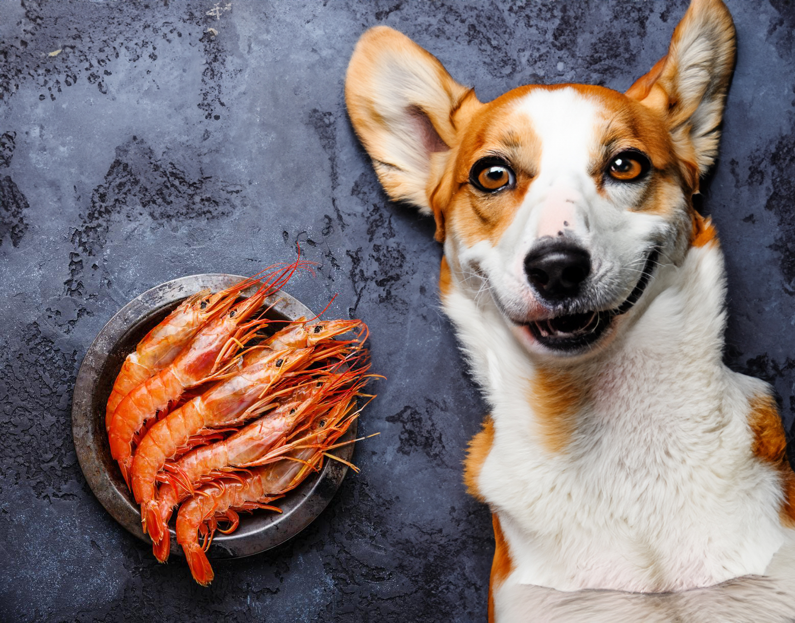 Can Dogs Eat Prawns?